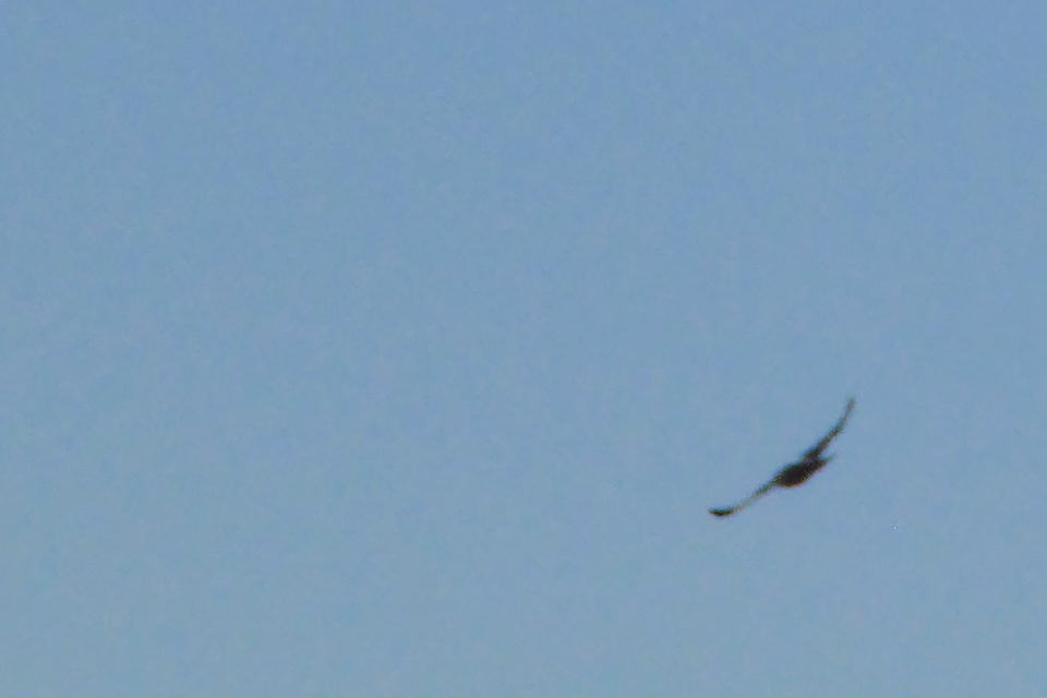 Grey Falcon (Falco hypoleucos)